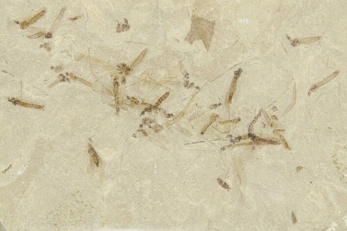 Crane Fly (Tipulidae) Mortality Plate - Green River Formation #360077